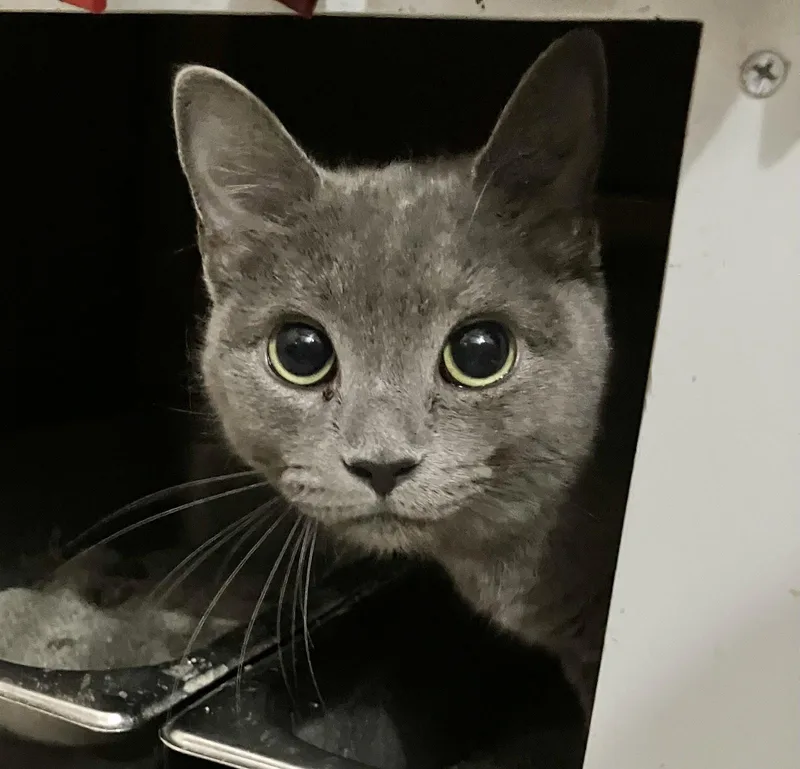 An adult medium-sized female Gray / Blue / Silver Domestic Short Hair cat named Bubbles for adoption in Dublin, OH