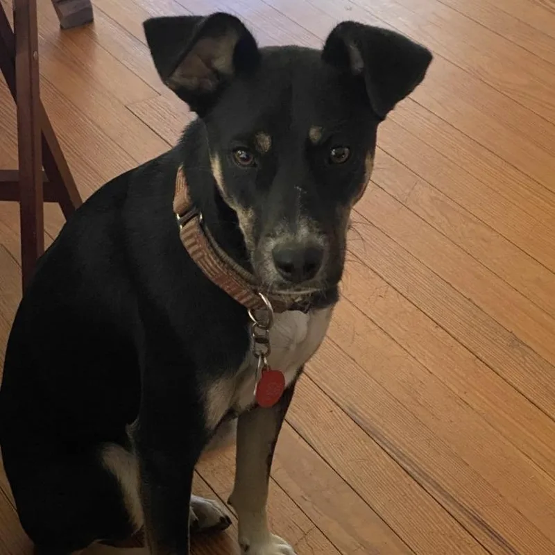 An adult medium-sized female Black Mixed Breed dog named Leia for adoption in Fredericksburg, TX