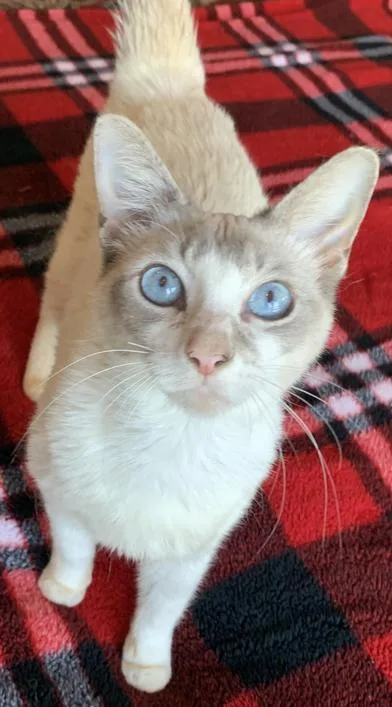 A young medium-sized female Cream Point Siamese cat named Starfall for adoption in Liverpool, TX