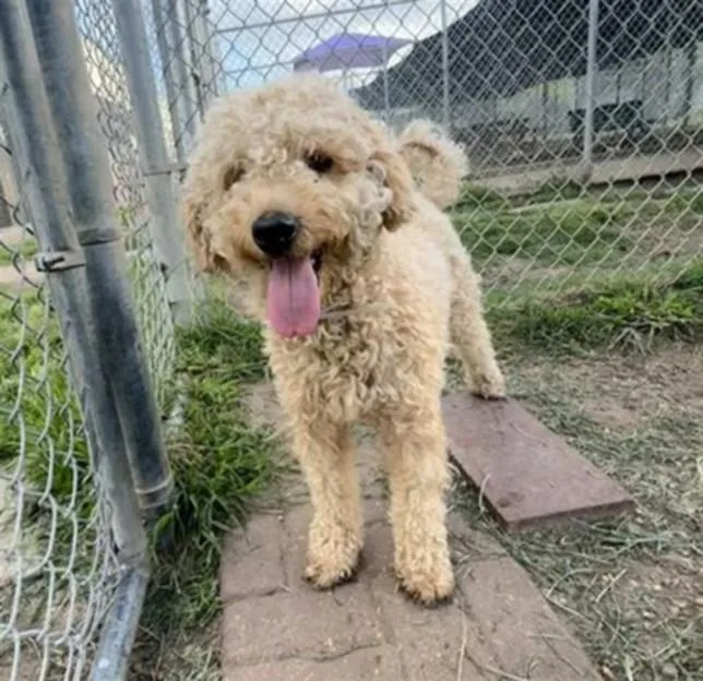 An adult medium-sized male Poodle dog named Max for adoption in Houston, TX