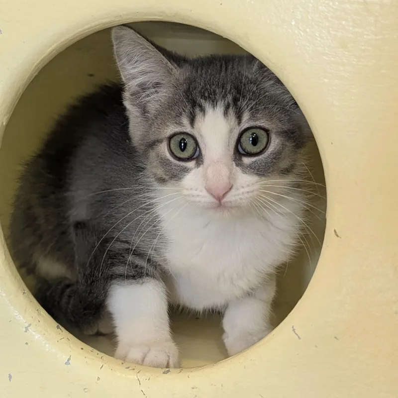 A baby medium-sized female Tabby (Gray / Blue / Silver) Domestic Short Hair cat named Luella for adoption in Fenton, MI