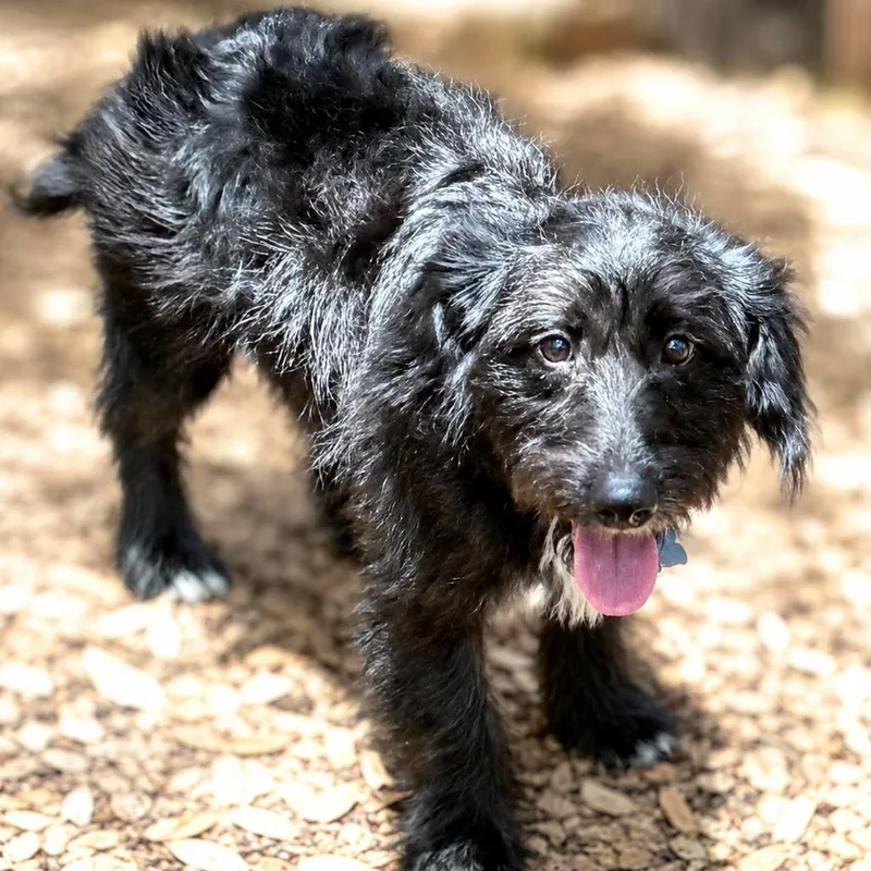 A baby small-sized female Black Terrier dog named Ruffles for adoption in Boerne, TX