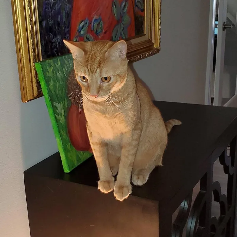 An adult small-sized male Domestic Short Hair cat named Honey for adoption in Chapel Hill, NC