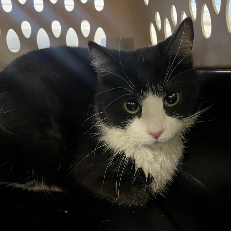 An adult medium-sized female Black Domestic Short Hair cat named Magpie for adoption in Oak Park, IL