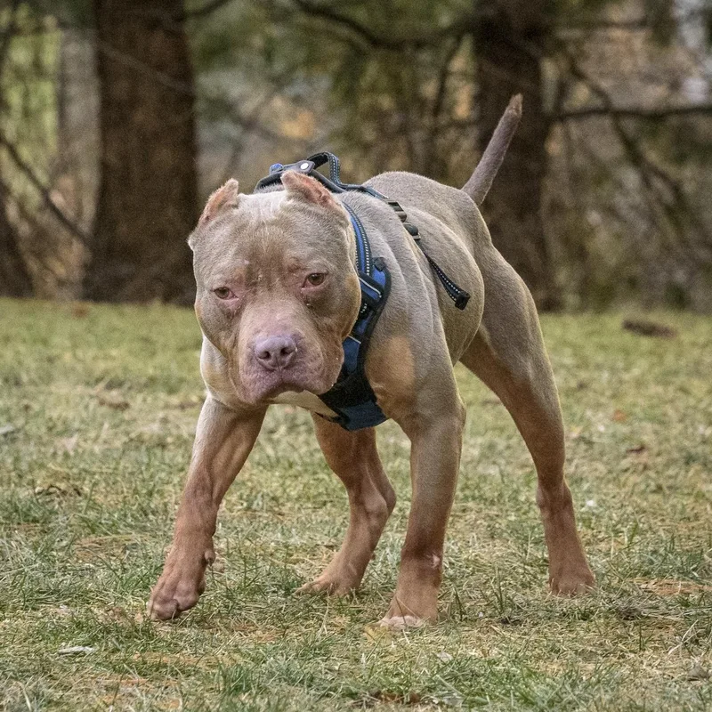 Meatball thumbnail 2