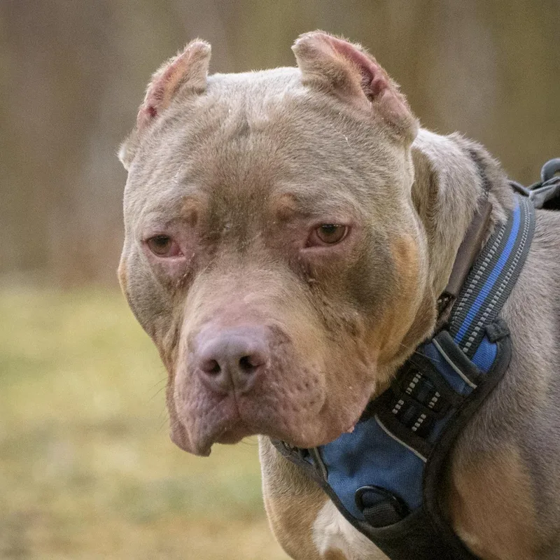 Meatball thumbnail 3