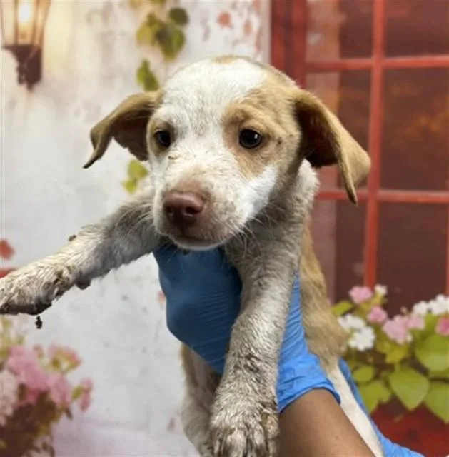 A baby small-sized male Chihuahua dog named Kennedy for adoption in San Bernardino, CA