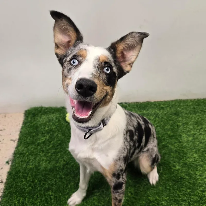 A young medium-sized female White / Cream Mixed Breed dog named Poppy for adoption in Columbia, MO