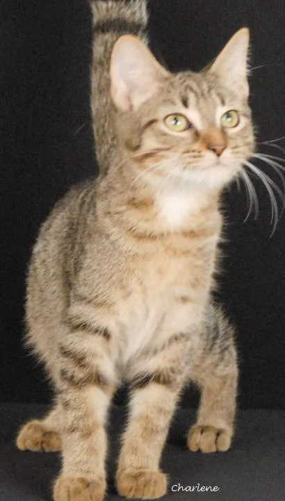 A young medium-sized male Tabby cat named Born to Play for adoption in Newland, NC