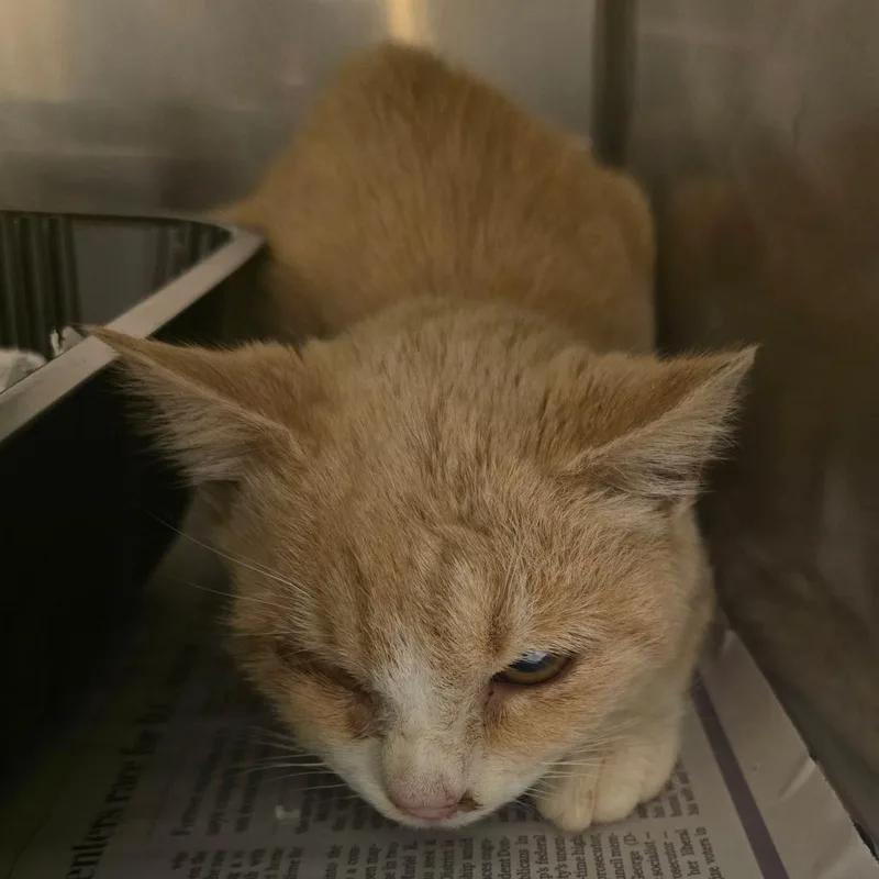 A baby small-sized female Orange / Red Domestic Short Hair cat named Blink for adoption in Waldorf, MD