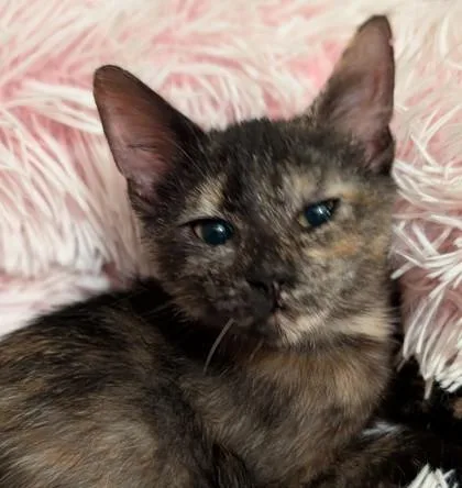 A baby small-sized female Domestic Short Hair cat named Eris for adoption in Port Republic, MD