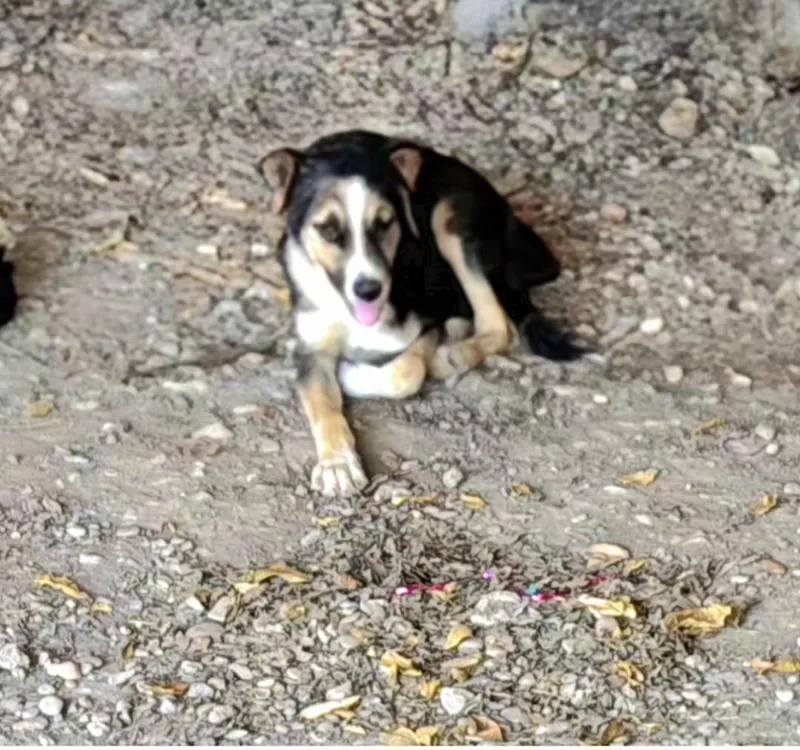 A baby medium-sized male German Shepherd Dog dog named Walter for adoption in Plano, TX
