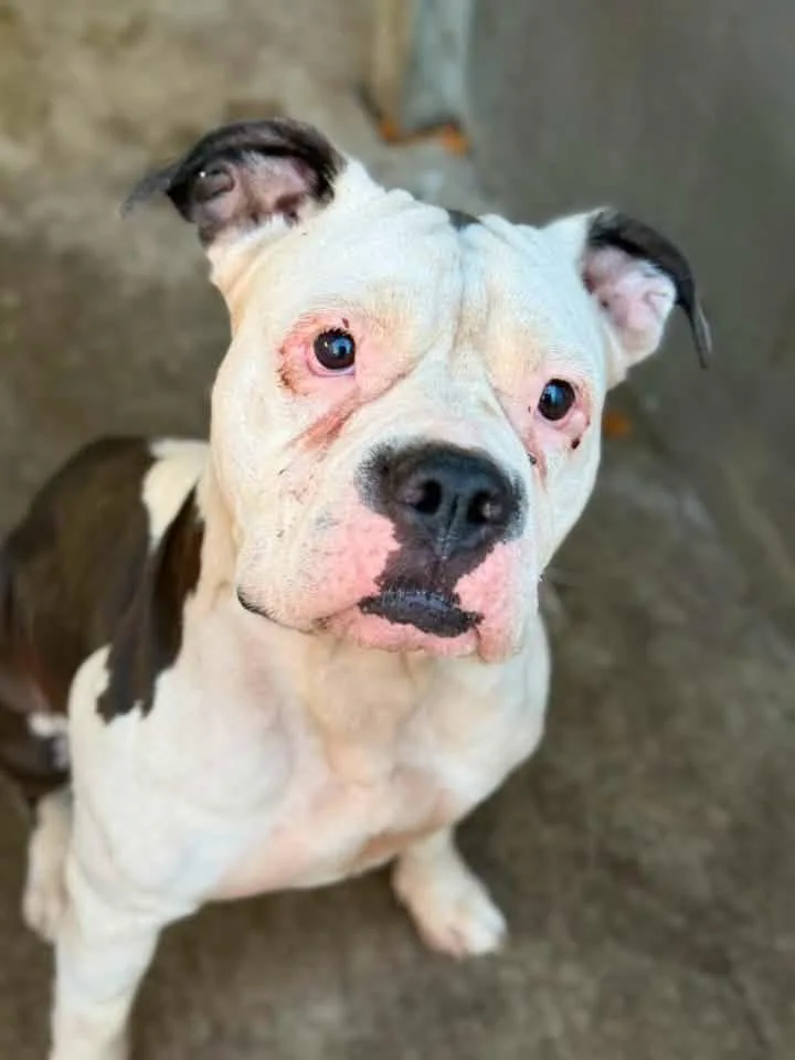 An adult medium-sized female White / Cream Pit Bull Terrier dog named Prune for adoption in Chicago, IL