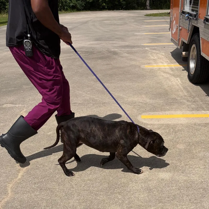 A senior large-sized female Brindle Pit Bull Terrier dog named Buttercup for adoption in Webster, TX