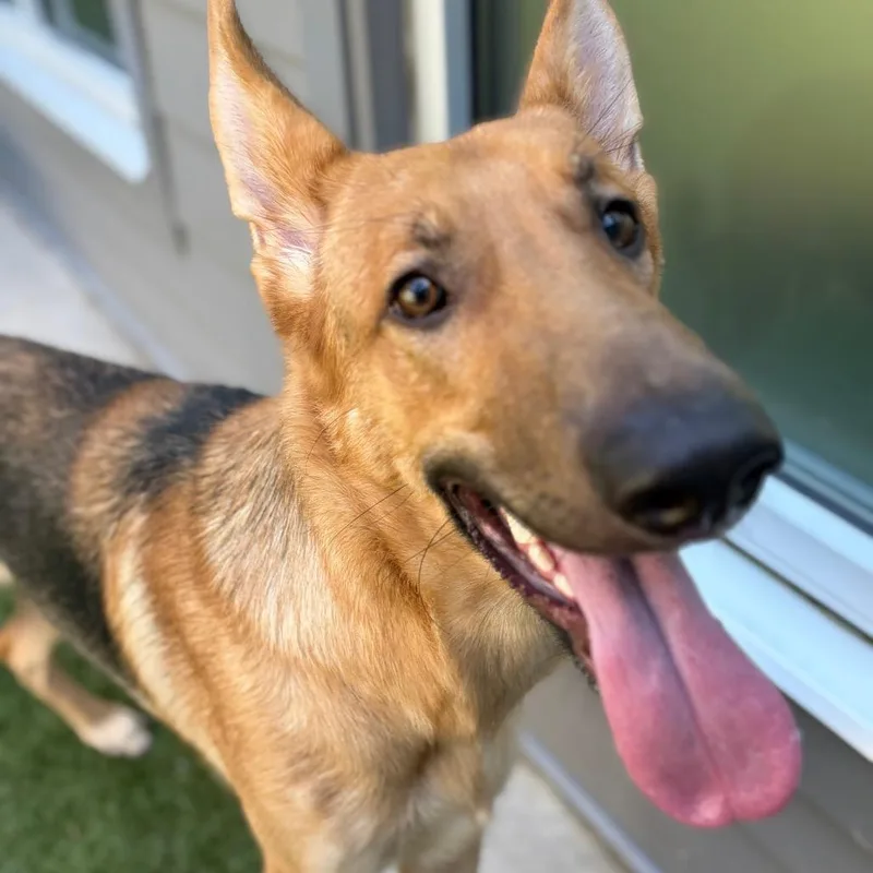 A young medium-sized male Yellow / Tan / Blond / Fawn German Shepherd Dog dog named Bumper for adoption in Greensboro, NC