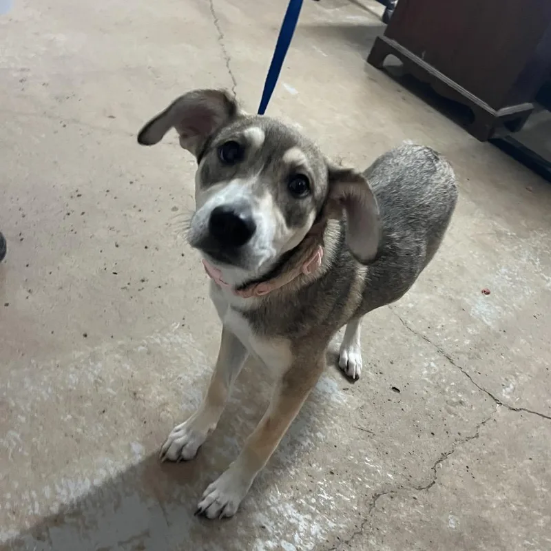A young small-sized female Brown / Chocolate Shepherd dog named Ivy for adoption in Edinburg, TX