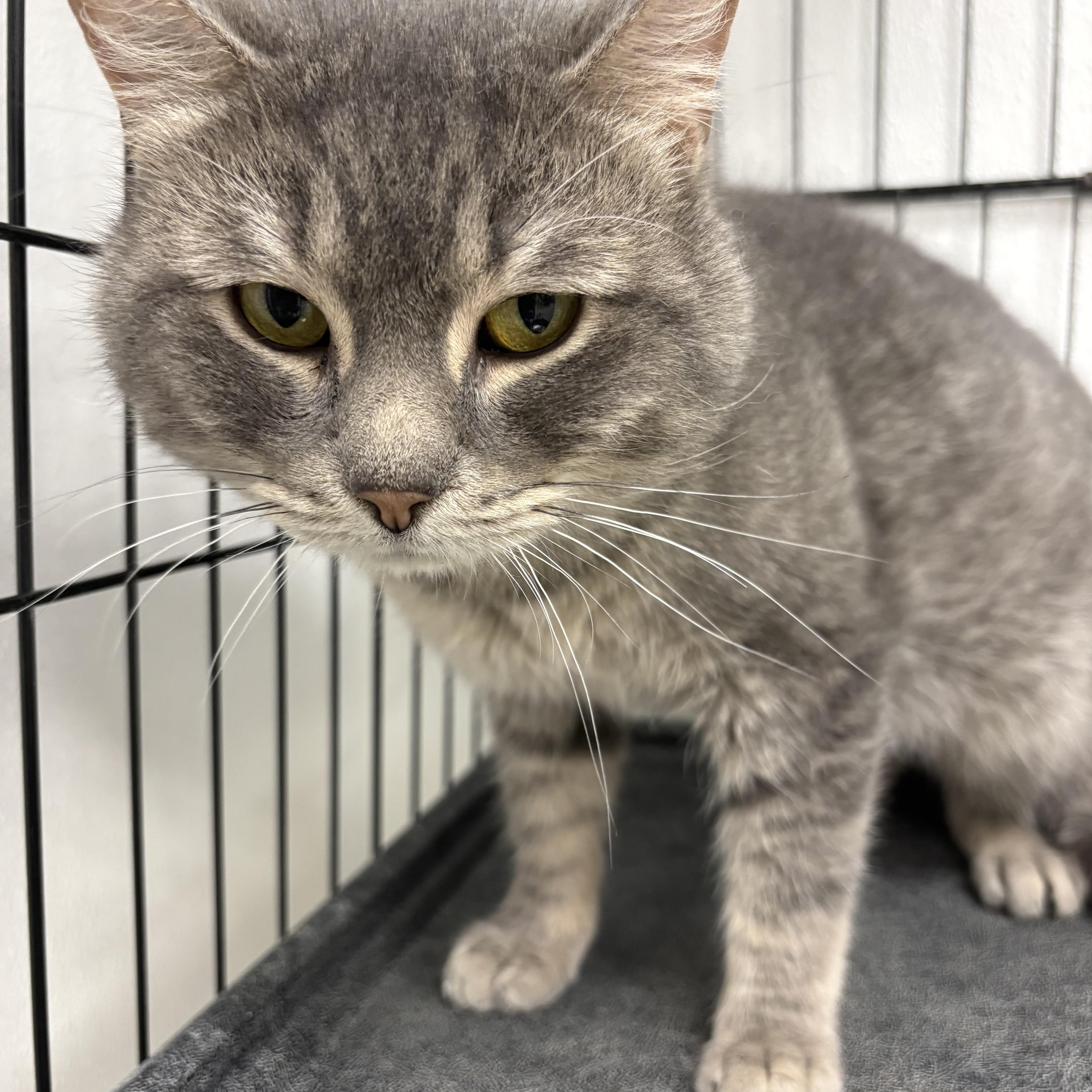 A young medium-sized male Tabby (Gray / Blue / Silver) Domestic Short Hair cat named Baby Bubby for adoption in Youngstown, OH