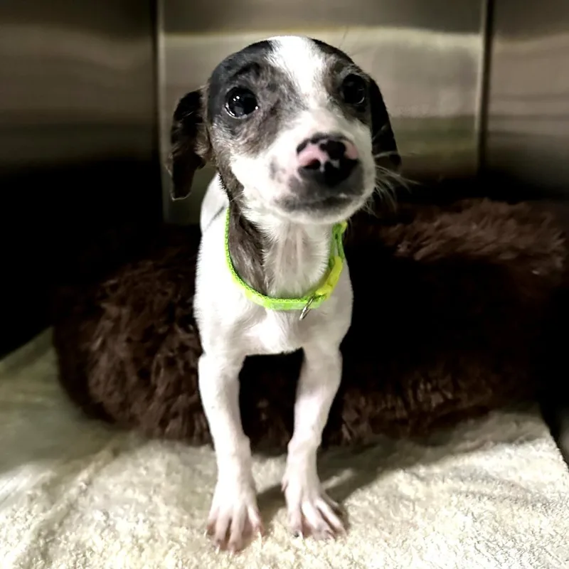 Blueberry thumbnail 2