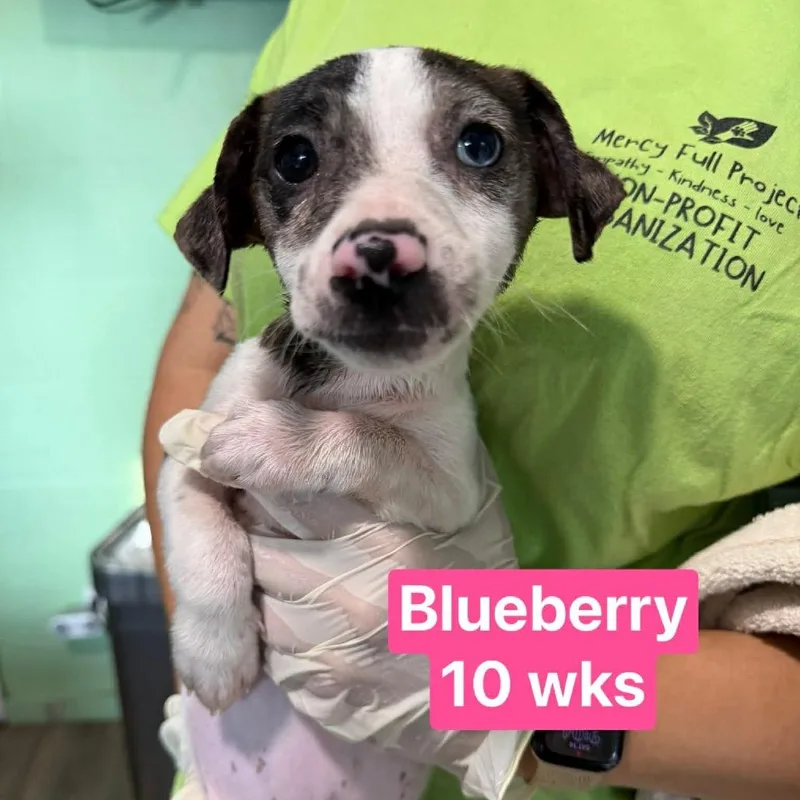 Blueberry thumbnail 3