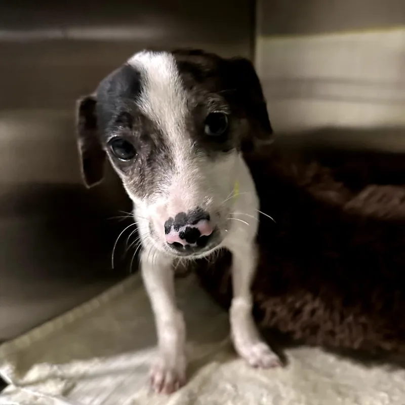 Blueberry thumbnail 4