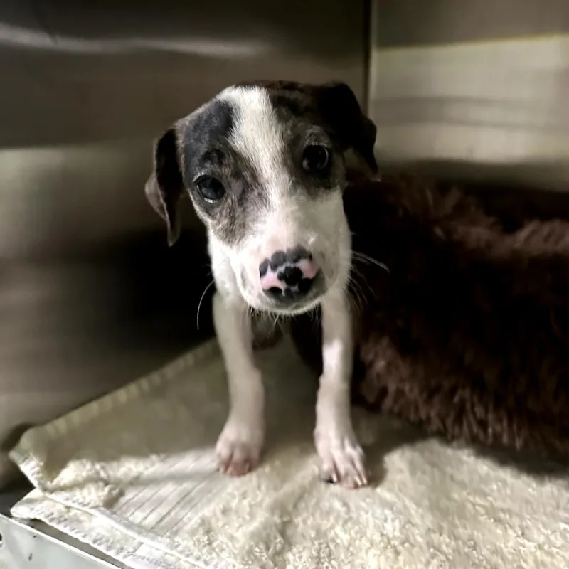 Blueberry thumbnail 6