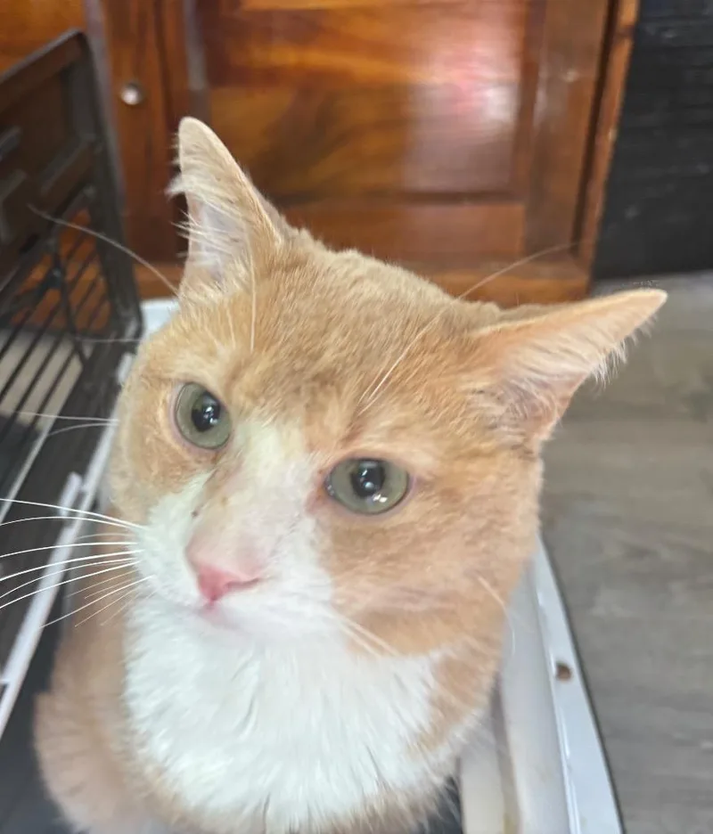 An adult small-sized male Domestic Short Hair cat named Grizzly for adoption in Gorham, ME