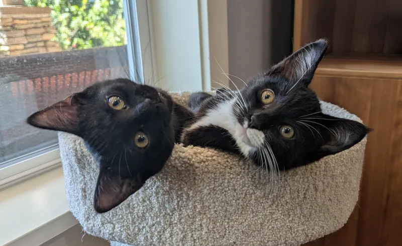 A baby small-sized female Black & White / Tuxedo Domestic Short Hair cat named Mitzi for adoption in Portland, OR