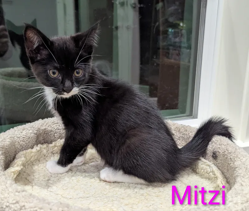 Mitzi thumbnail 4