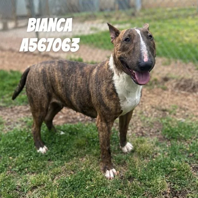 An adult medium-sized female Bull Terrier dog named Bianca for adoption in Huntsville, AL