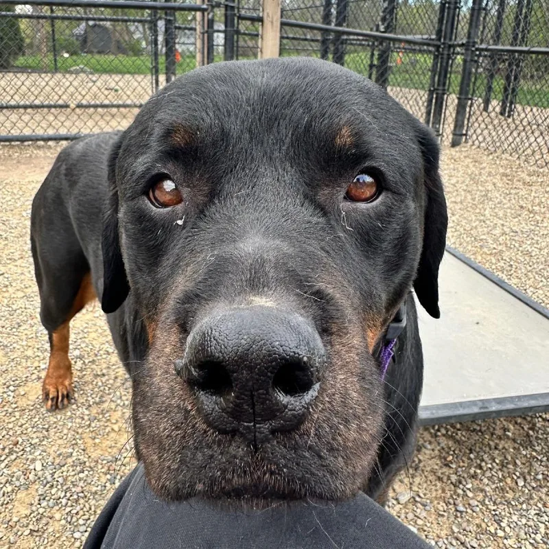 An adult extra large-sized female Black Rottweiler dog named Abby for adoption in Columbia Station, OH