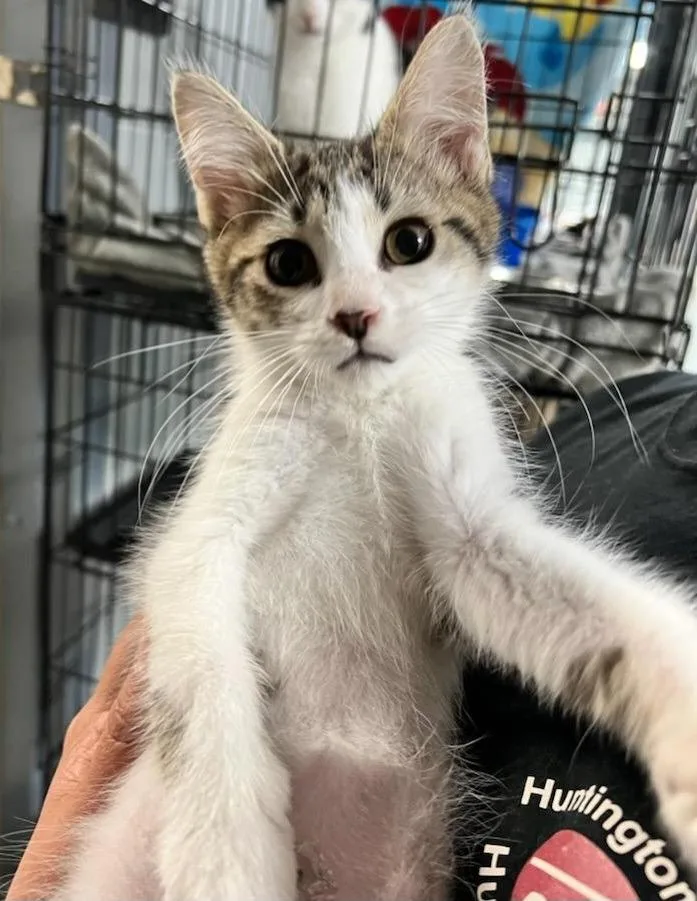 A young medium-sized male Domestic Short Hair cat named Houdini for adoption in Huntington, IN