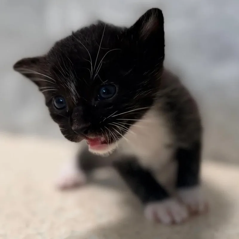 Plankton thumbnail 2