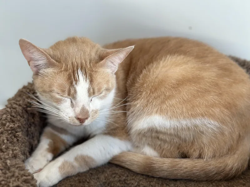 A young medium-sized female Buff & White Domestic Short Hair cat named Petunia for adoption