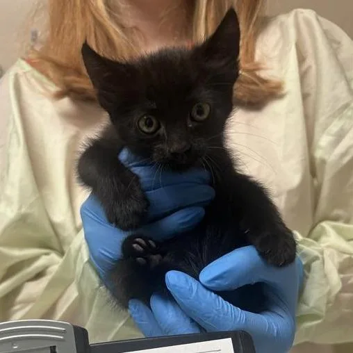 A baby small-sized female Domestic Short Hair cat named Cactus Wren for adoption in Tempe, AZ