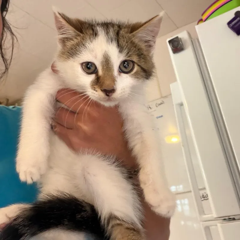 A baby small-sized male White Domestic Short Hair cat named Casper for adoption in Hanna City, IL