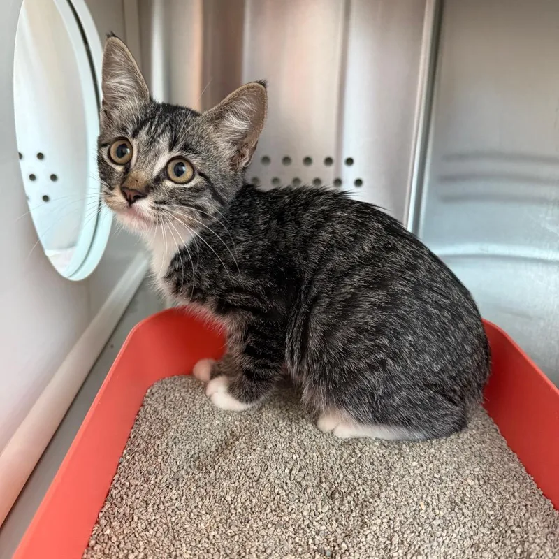 A baby small-sized female Brown / Chocolate Domestic Medium Hair cat named Felicity for adoption in Norman, OK