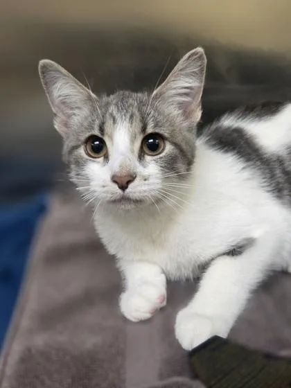 A baby small-sized female Domestic Short Hair cat named Tabbytha for adoption in Westland, MI