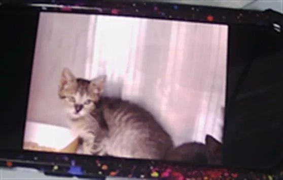 A baby small-sized female Domestic Short Hair cat named Margot for adoption in Charlotte, NC