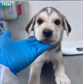 A baby medium-sized male Mixed Breed dog named David for adoption in West Chester, PA