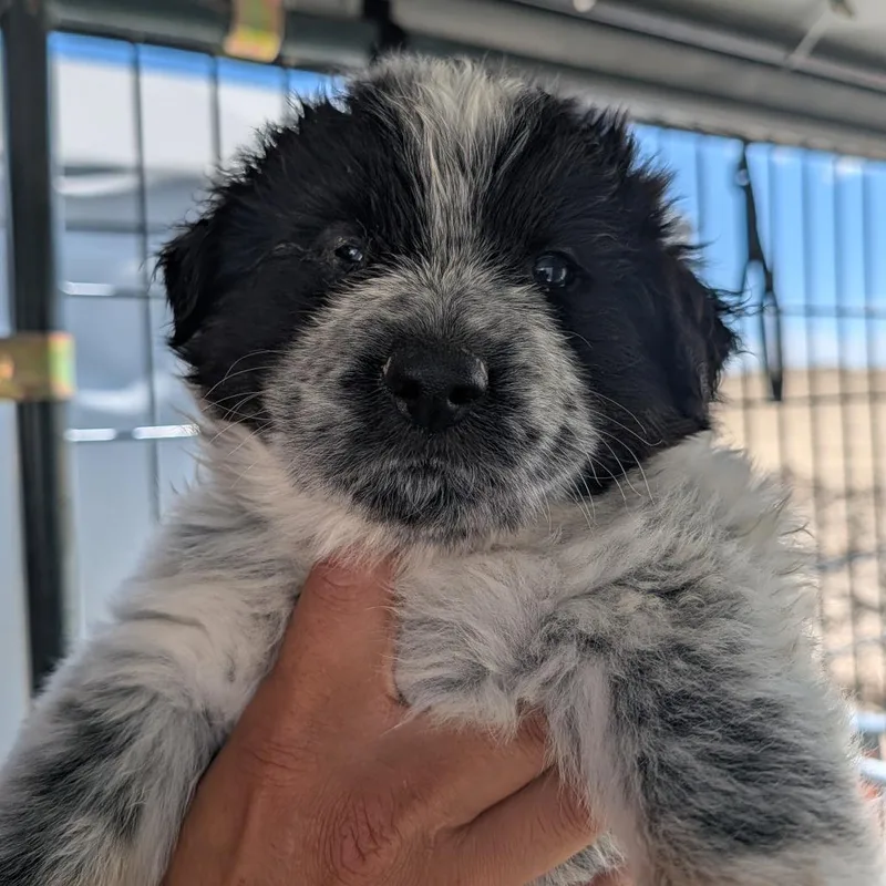 A baby small-sized female White / Cream Australian Shepherd dog named Charlie for adoption in Phoenix, AZ
