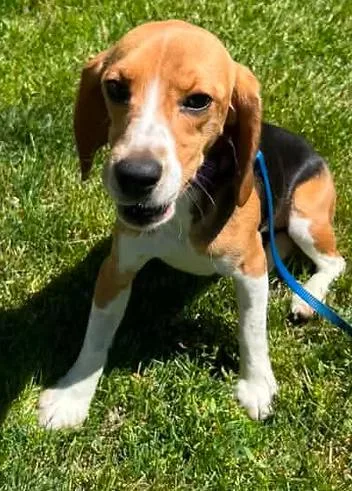 An adult small-sized female Beagle dog named Candace Flynn for adoption in Racine, WI
