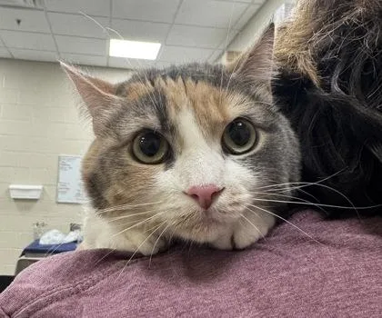 A baby small-sized female Domestic Short Hair cat named Sushi for adoption in Fishers, IN