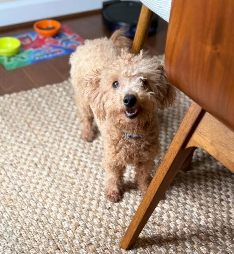 A young small-sized male Miniature Poodle dog named Chino for adoption in Bowie, MD
