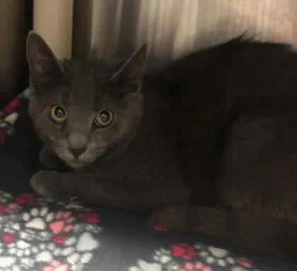 An adult medium-sized female Gray / Blue / Silver Domestic Short Hair cat named Hera for adoption in Annapolis, MD