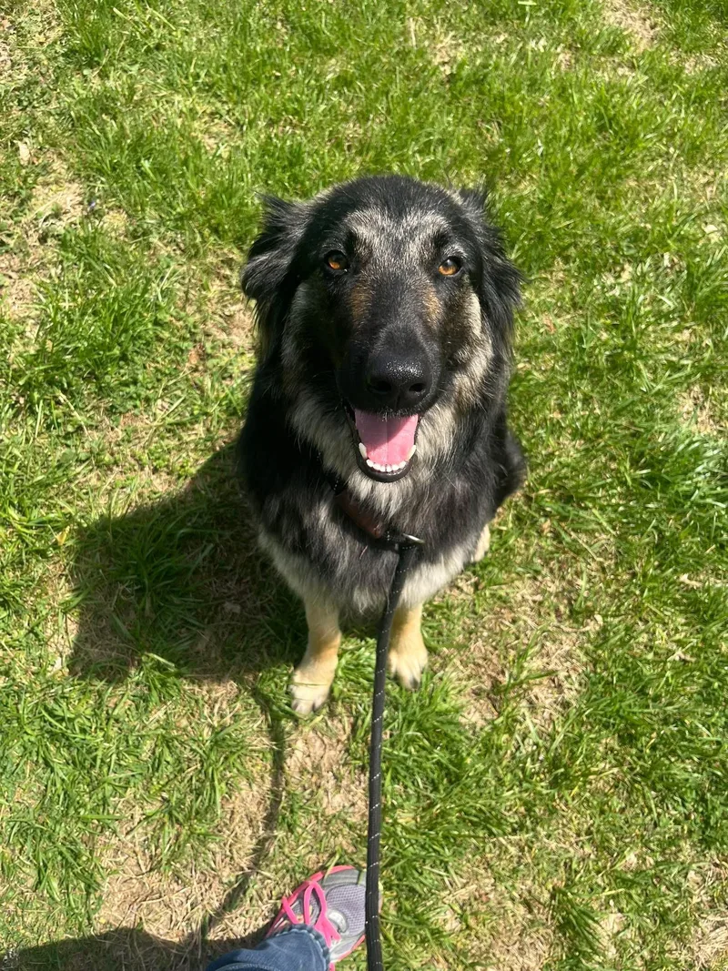 A young medium-sized female Bicolor German Shepherd Dog dog named Lucille for adoption in Culpeper, VA