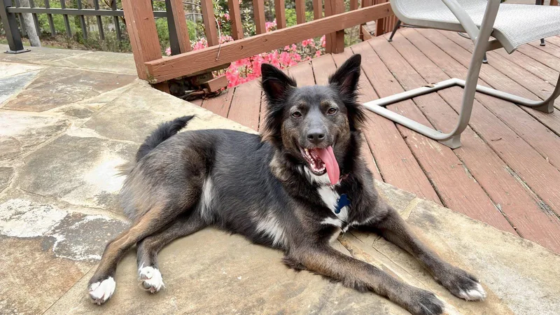 A young medium-sized female Collie dog named Ruby Riley for adoption in Alpharetta, GA