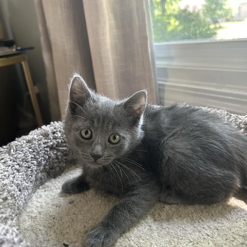 A young small-sized female Gray / Blue / Silver Domestic Short Hair cat named Ruby for adoption in Columbus, IN