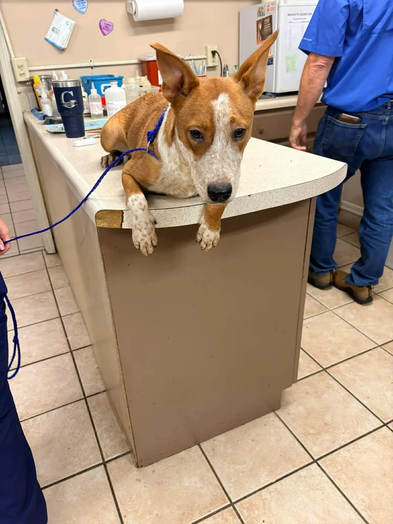 A young medium-sized female Australian Cattle Dog / Blue Heeler dog named Sandy for adoption in Bradenton, FL