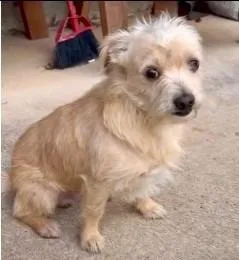 Pooh Bear thumbnail 2