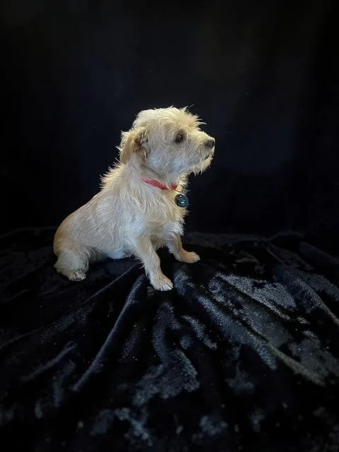 Pooh Bear thumbnail 4